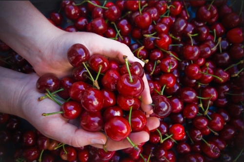 Cherry Mỹ đổ bộ Việt Nam, giá rẻ chưa từng có